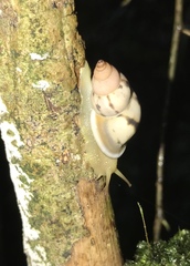 Drymaeus geometricus