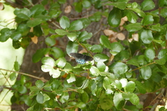 Battus philenor hirsuta