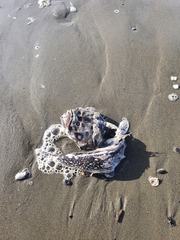 Genyagnus monopterygius