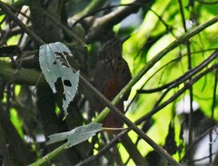 Thripadectes holostictus