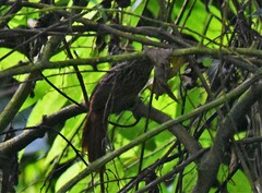 Thripadectes holostictus
