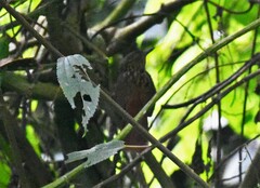 Thripadectes holostictus