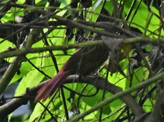 Thripadectes holostictus