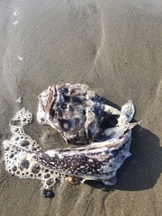 Genyagnus monopterygius