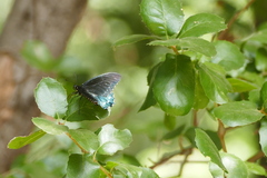 Battus philenor hirsuta