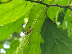 Richardia telescopica