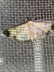 Eulepte concordalis