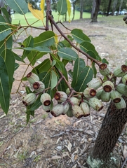 Corymbia ptychocarpa