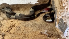 Pseudoleptodeira latifasciata