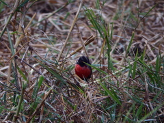 Leistes militaris