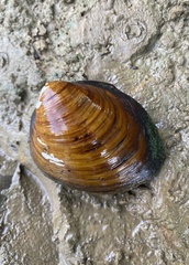 Fusconaia subrotunda