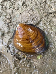 Fusconaia subrotunda