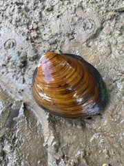 Fusconaia subrotunda