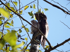 Nyctibius griseus