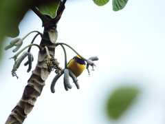 Euphonia laniirostris