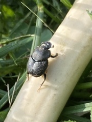 Onthophagus hecate