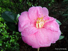 Camellia × williamsii