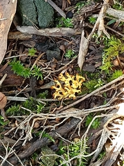 Ramaria lorithamnus