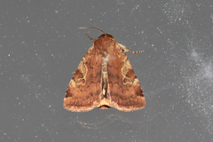 Cryptocala acadiensis