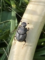 Onthophagus hecate