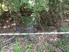 Cannaphila insularis