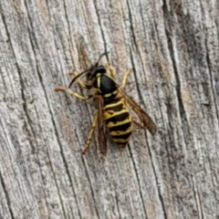 Dolichovespula norwegica