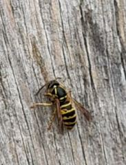 Dolichovespula norwegica