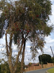 Melaleuca viminalis viminalis