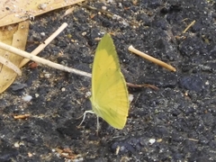 Eurema mandarina