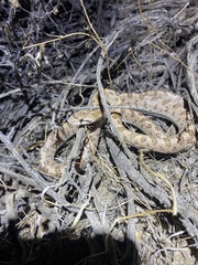 Arizona elegans candida