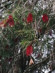 Melaleuca viminalis viminalis