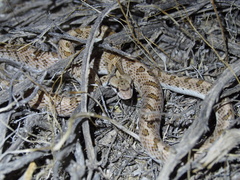 Arizona elegans candida