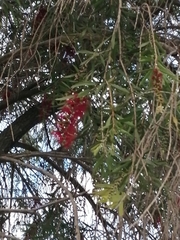 Melaleuca viminalis viminalis