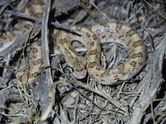 Arizona elegans candida