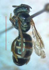 Halictus hesperus