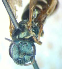Halictus hesperus