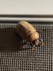 Pelidnota punctata