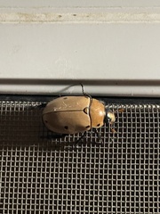 Pelidnota punctata