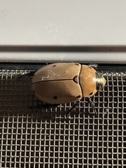 Pelidnota punctata