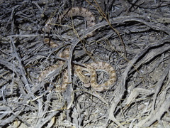 Arizona elegans candida