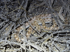 Arizona elegans candida