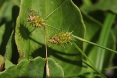 Carex lepidocarpa