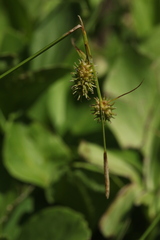 Carex lepidocarpa