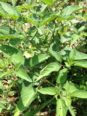 Physalis longifolia subglabrata