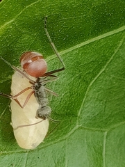 Polyrhachis bicolor