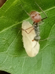 Polyrhachis bicolor