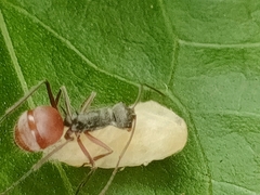 Polyrhachis bicolor