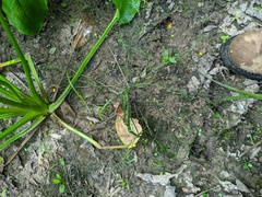 Ranunculus laxicaulis