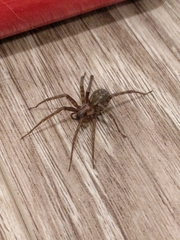 Tegenaria domestica