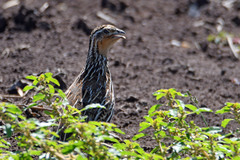Coturnix pectoralis